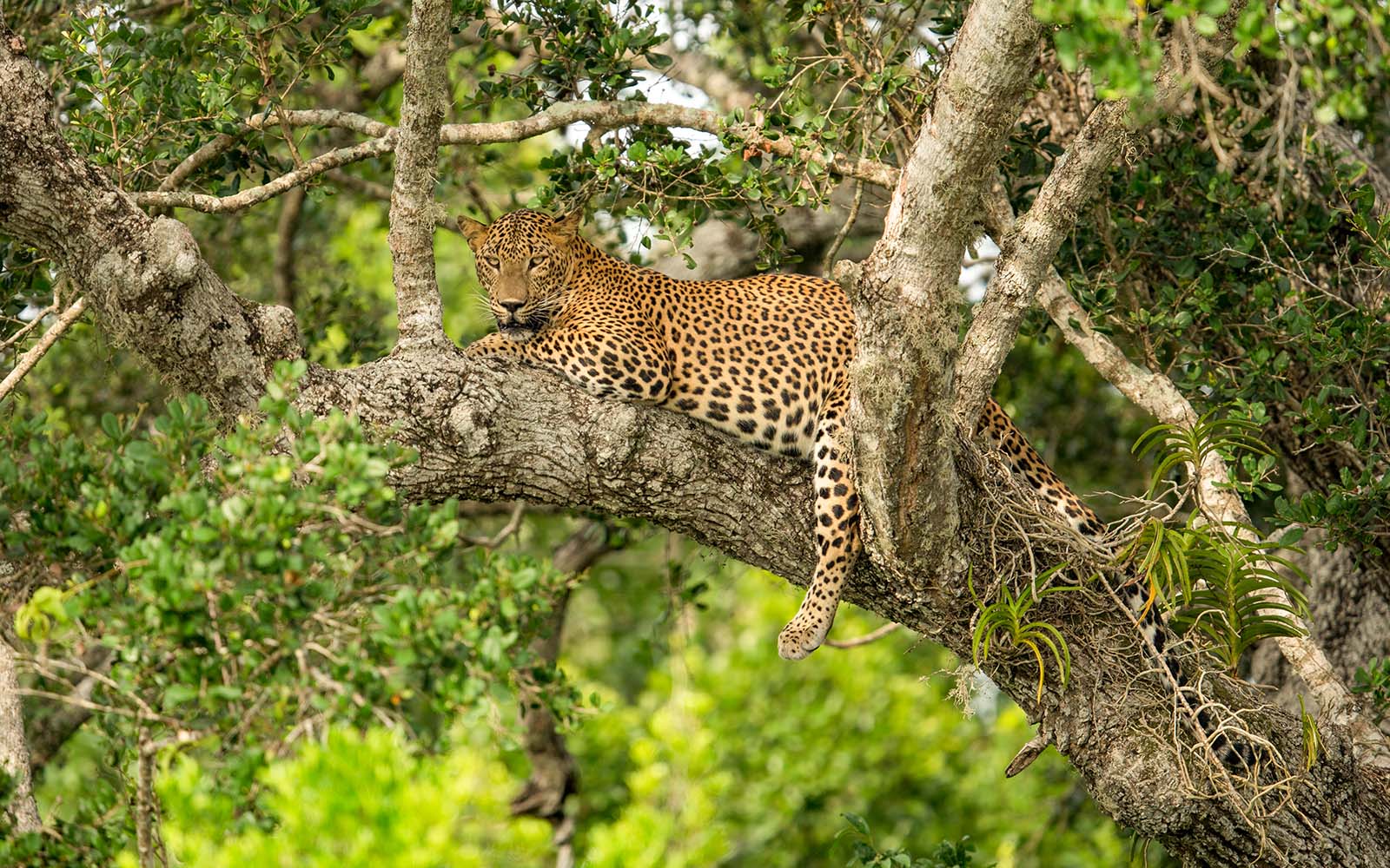 Sri Lankan leopard (Panthera pardus kotiya) resting on a tree