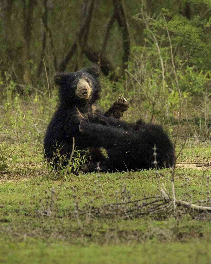 A pair of Sri Lankan sloth bear cubs (Melursus ursinus inornatus)