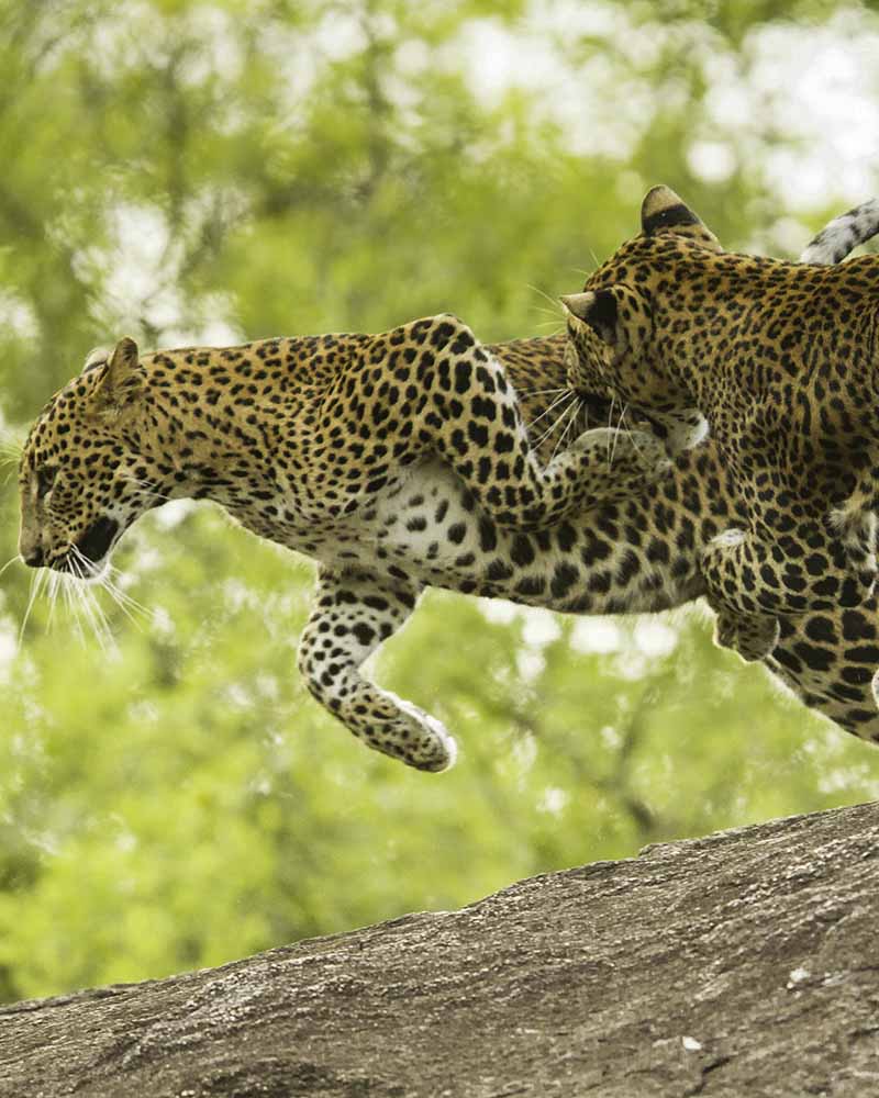 Two Sri Lankan leopards (Panthera pardus kotiya) fighting