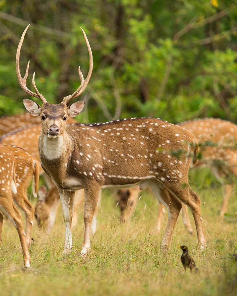 Sri Lankan Axis Deer (Axis axis ceylonensis) or Ceylon Spotted Deer