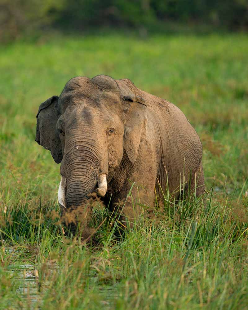 Sri Lankan Tusker (Elephas maximus maximus)