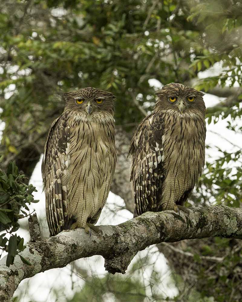 brown fish owl (Ketupa zeylonensis)