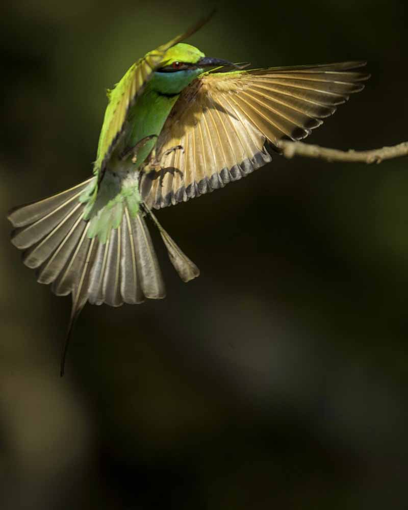 Green Bee-eater (Merops orientalis)