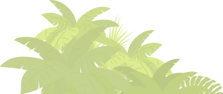 bush