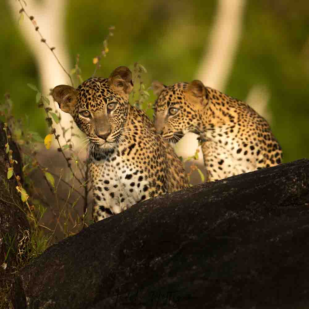 Two Sri Lankan leopard cubs (Panthera pardus kotiya)