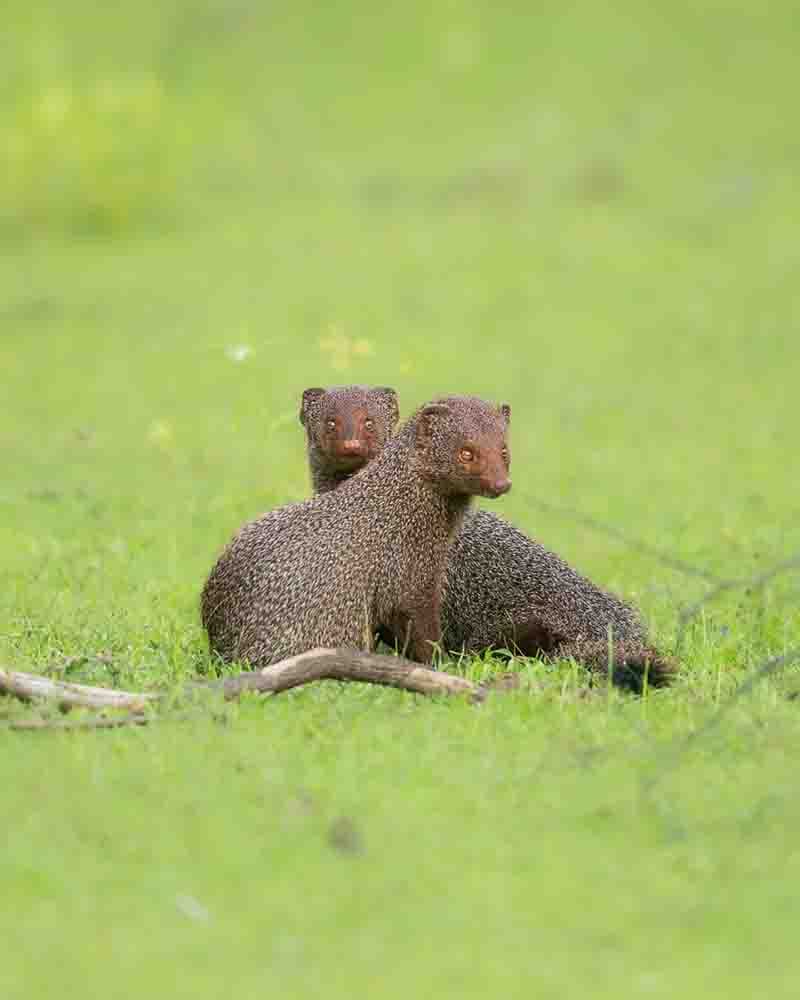 Ruddy Mongoose (Urva smithii) හෝතම්බුවා (Hothambuwa) or "රත් මුගටියා" (Rath Mugatiya).